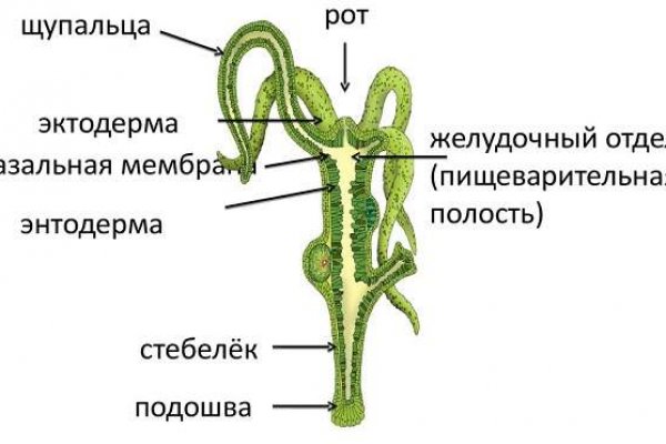 Mega tor org зеркало rutor