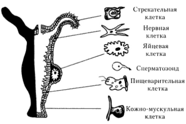 Мега даркнет кто создал