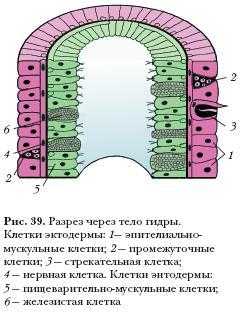 Мега сайт в тор